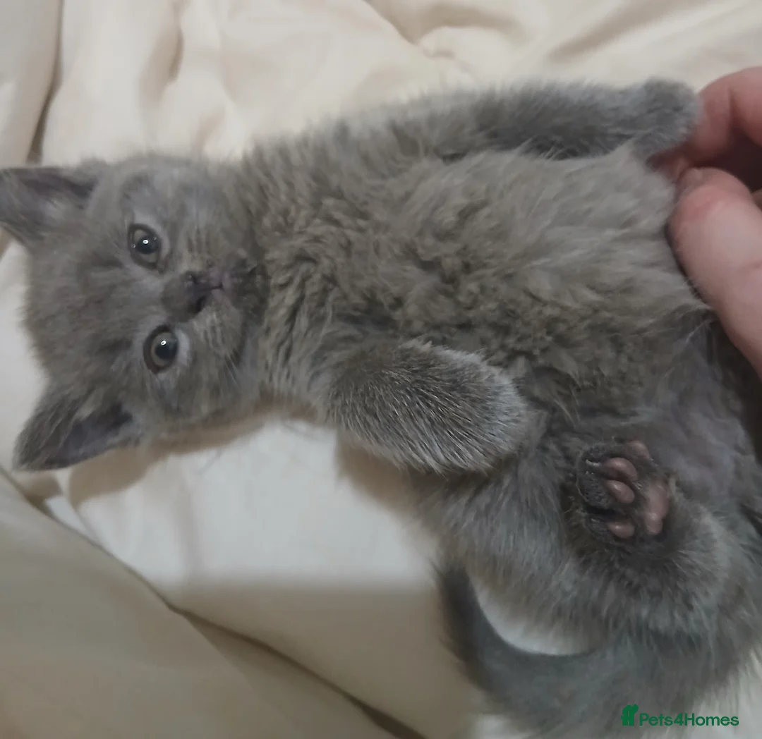 British Shorthair cats for sale: Pedigree British Shorthair female kitten  - Advert 5