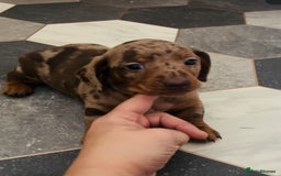 Dachshund dogs for sale: Miniature Dachshund 🐾 - Image 12