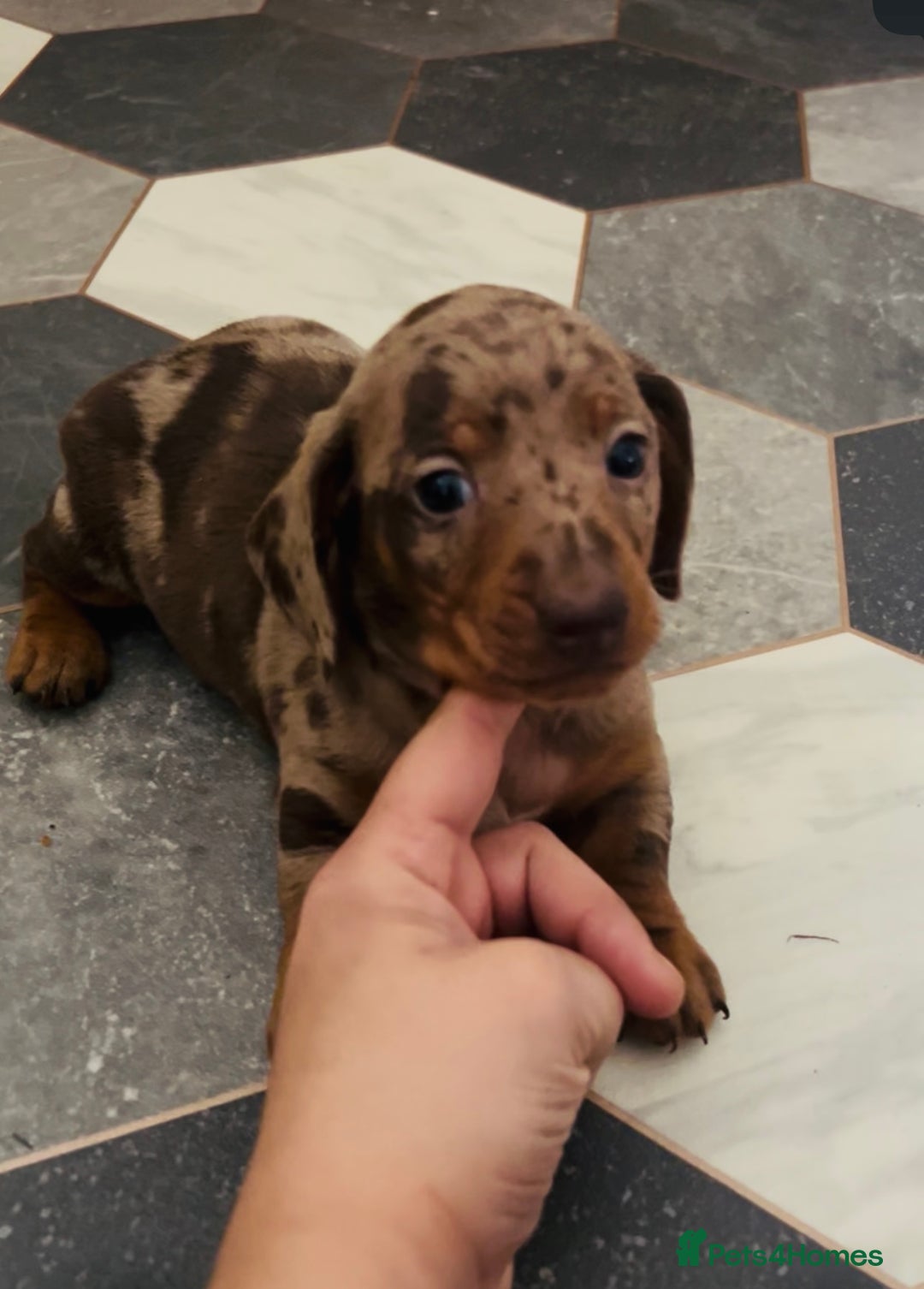 Dachshund dogs for sale: Miniature Dachshund 🐾 - Image 12