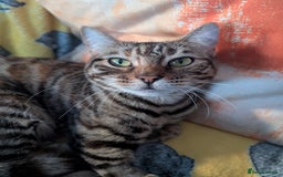Bengal cats for sale: 1 year 8 month old female Bengal neutered  - Image 5