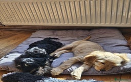 Cockapoo dogs for sale: Cockerpoo  - Image 6