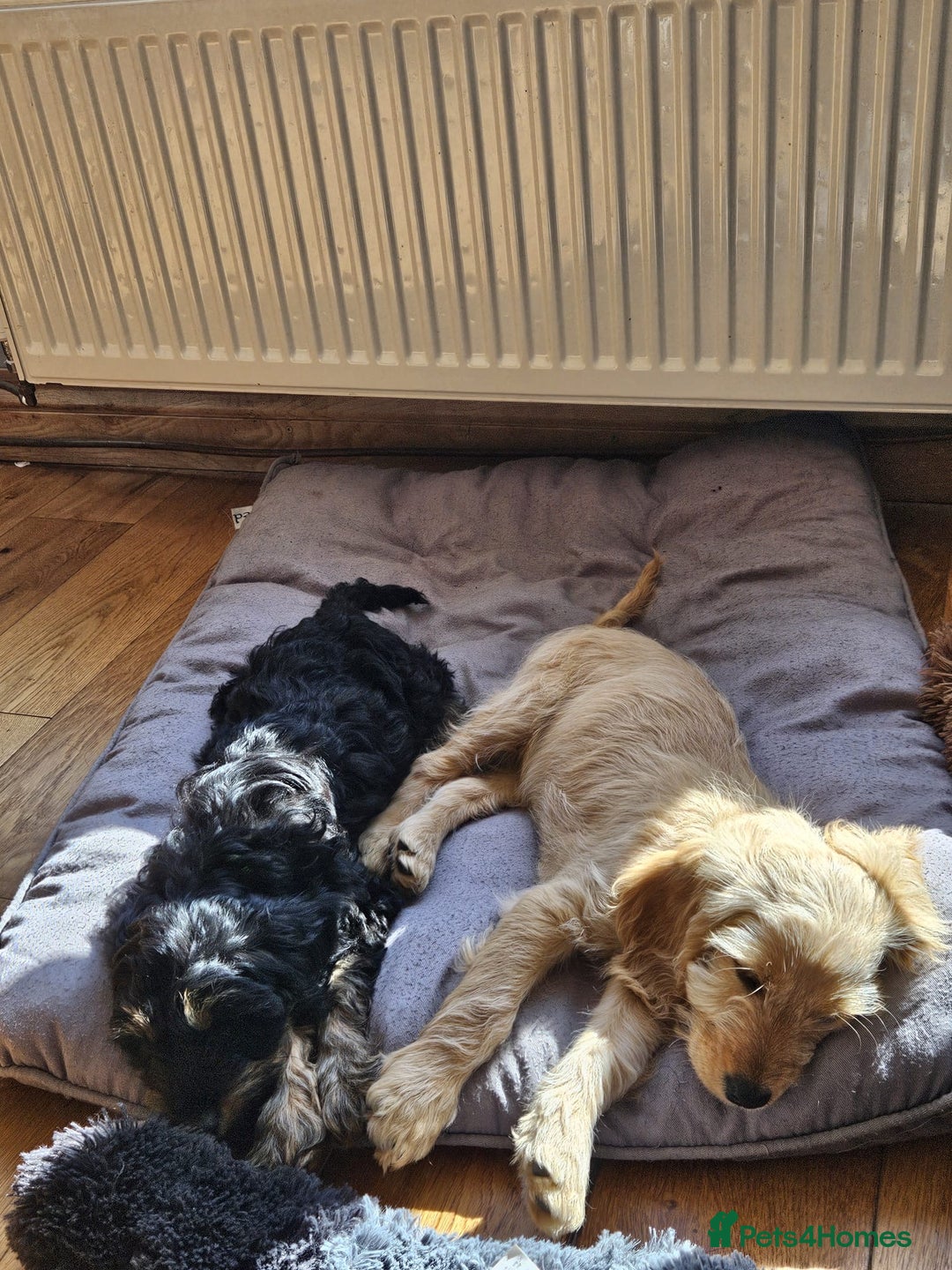 Cockapoo dogs for sale: Cockerpoo  - Image 6