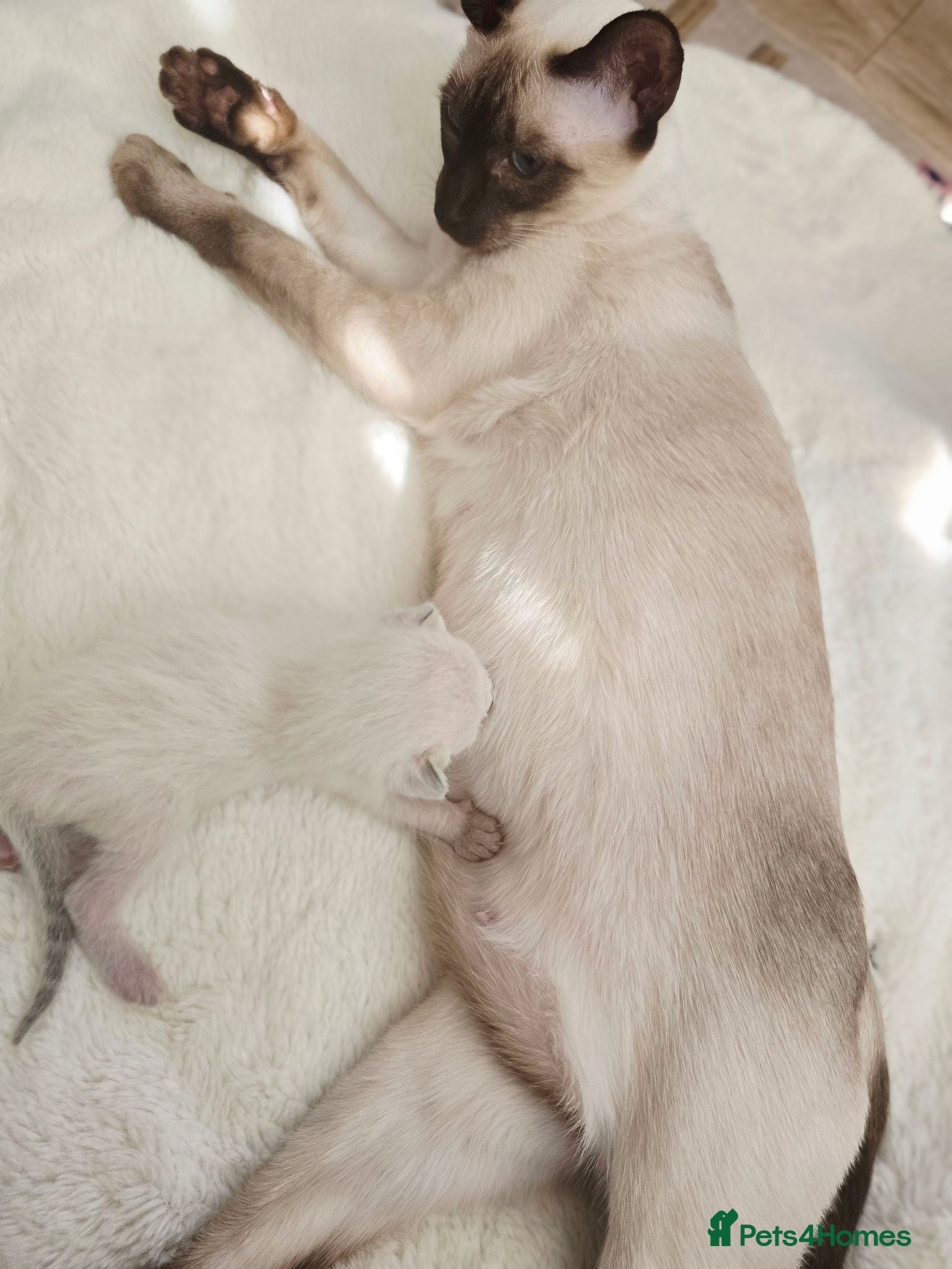 Siamese cats 🐾 Sweet siamese little boy 🐾  - Advert 3