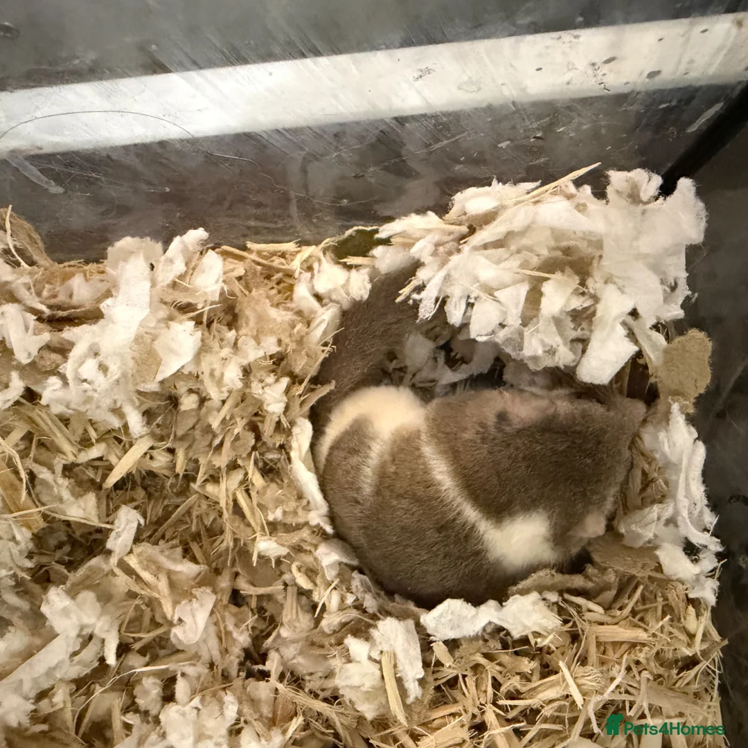 Mouse rodents for sale: Doormice squirrels  - Advert 1