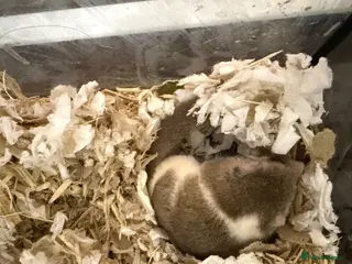 Mouse rodents Doormice squirrels - Advert 1