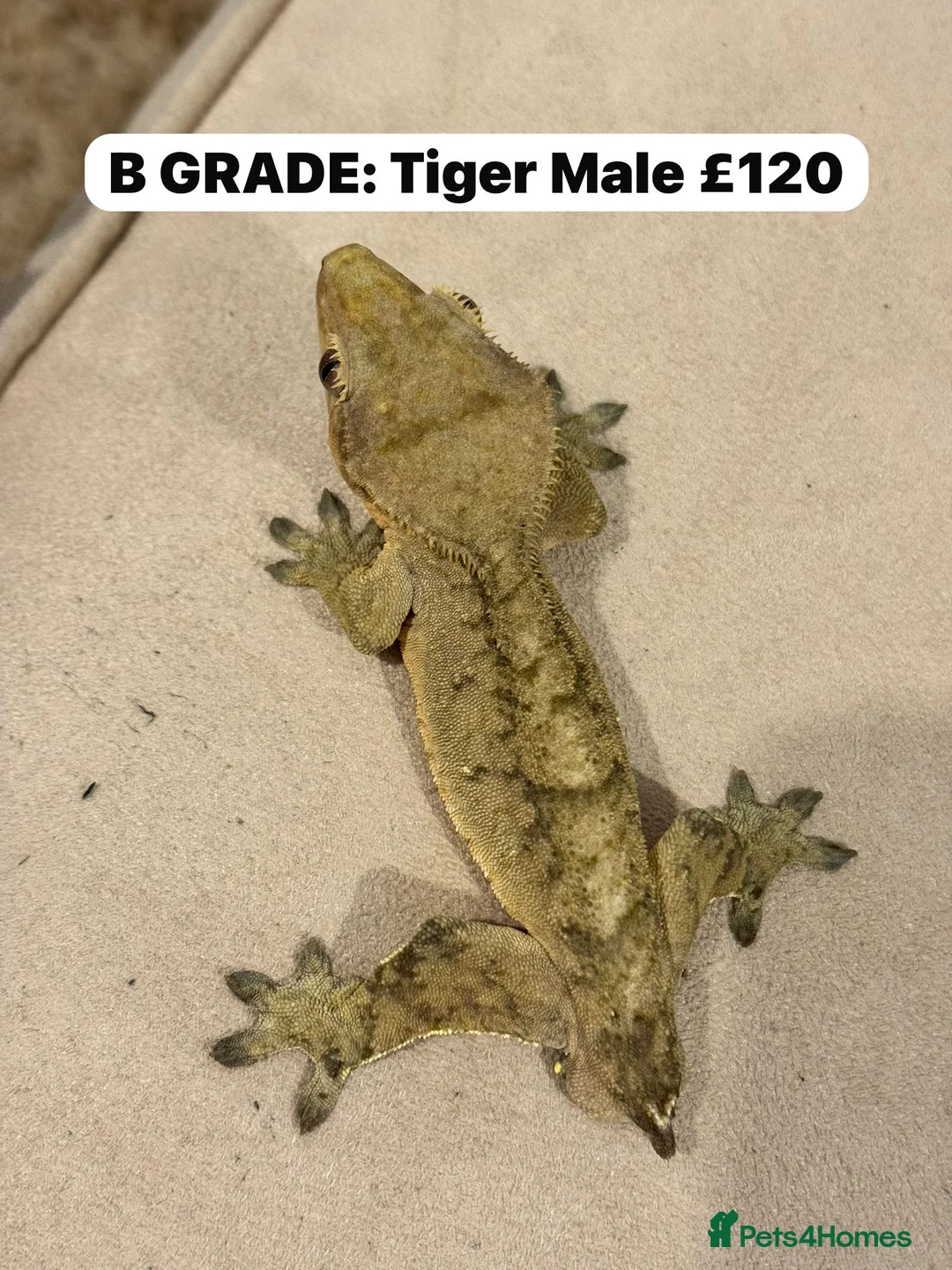 Gecko reptiles for sale: CRESTIES & ENCLOSURES - Advert 4
