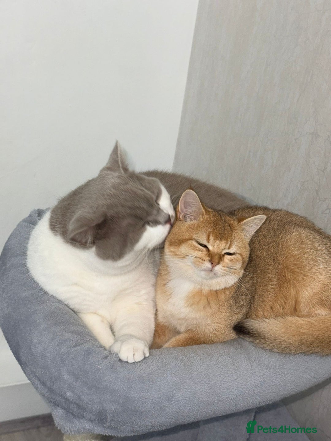 British Shorthair cats for sale: British shorthair 2 kittens - Advert 8