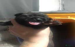 Mixed Breed dogs for sale: Cane corso cross German shepherd puppy’s  - Image 15