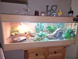 Bearded Dragon reptiles Bearded dragon and setup for sale - Advert 3