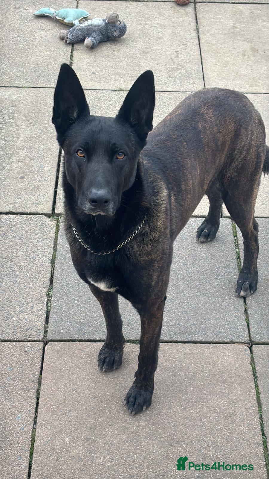 Belgian Shepherd Dog dogs Dutch shepherd puppies - Advert 1