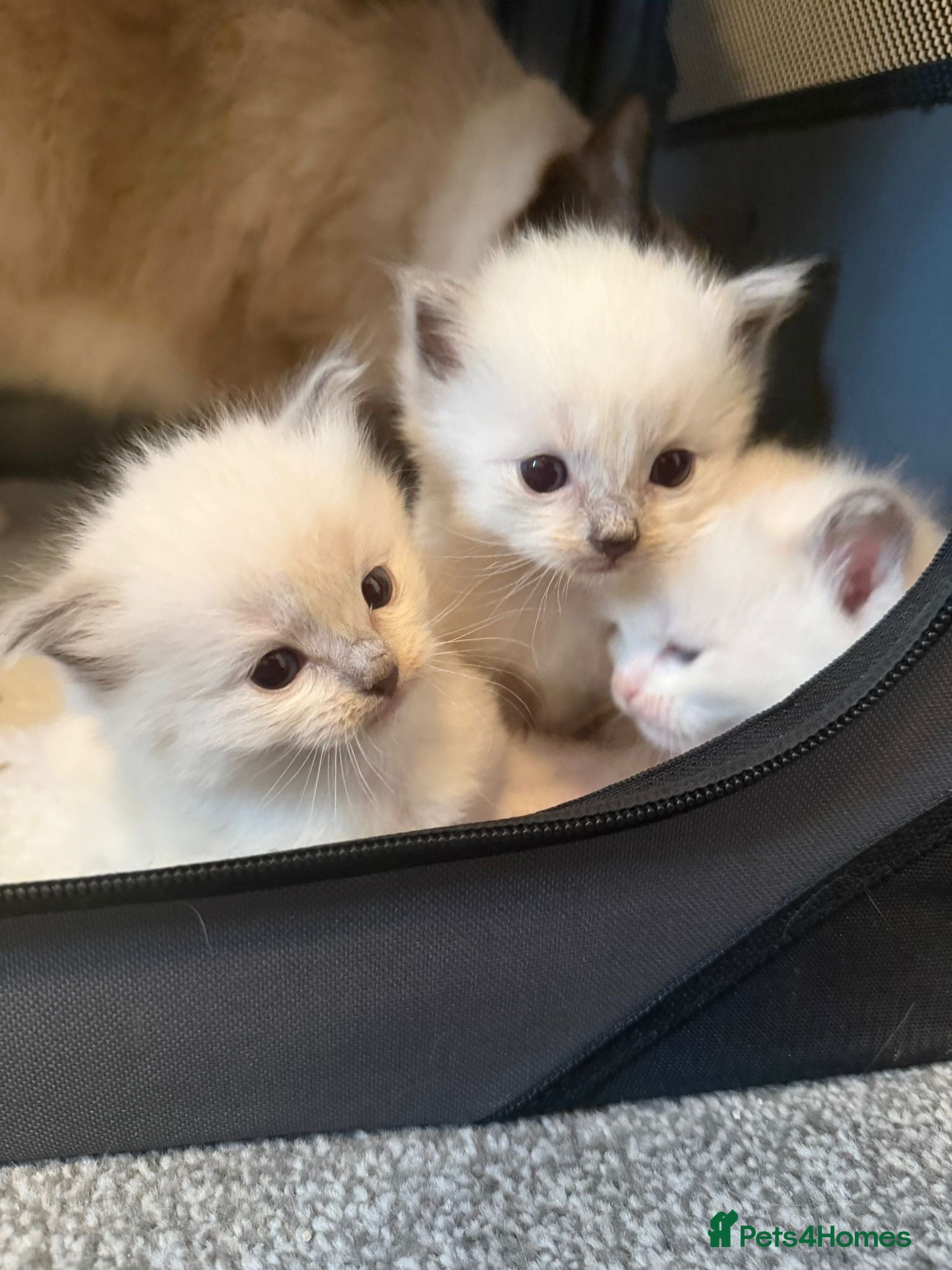 Ragdoll cats 4 WEEK OLD BEAUTIFUL RARE TICA RAGDOLL KITTENS ❤️  - Advert 8