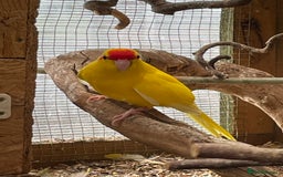Mixed Breed birds for sale: Gorgeous baby Kakariki’s  - Image 6