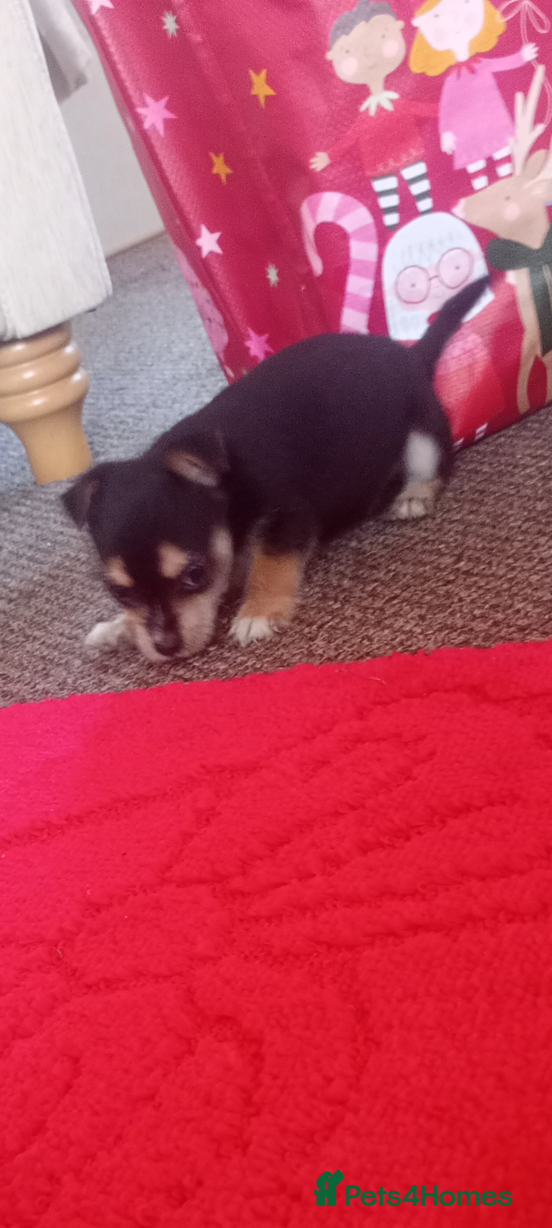 Mixed Breed dogs for sale: Jack Russell puppies  - Advert 15