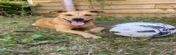 Mixed Breed dogs for sale: Nala  in Alton - Advert 8