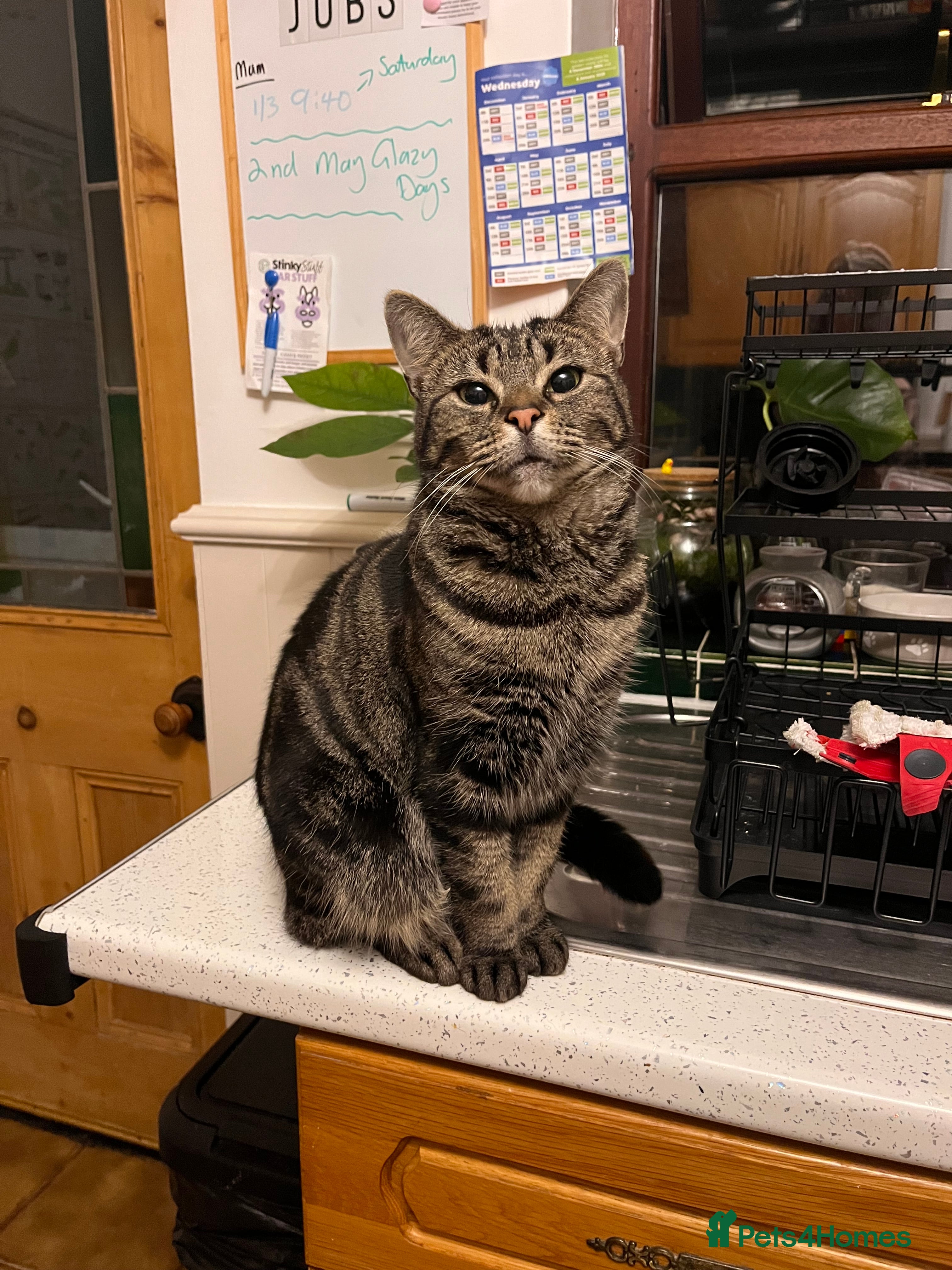 Domestic Shorthair cats for sale: Female and very friendly - Advert 1