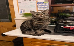 Domestic Shorthair cats for sale: Female and very friendly - Image 1