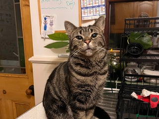 Domestic Shorthair cats - Advert 33