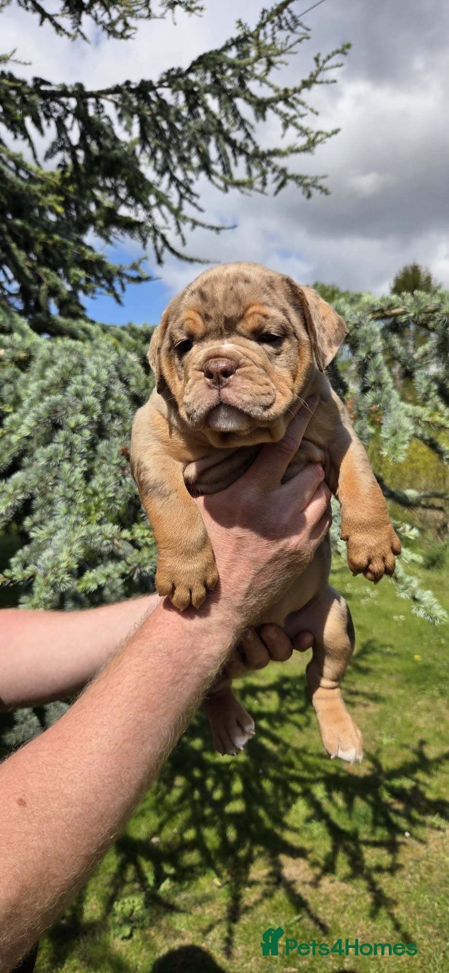 Olde English Bulldogge dogs RAINBOW OLD ENGLISH LITTER !!! - Advert 2
