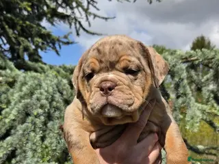 Olde English Bulldogge dogs RAINBOW OLD ENGLISH LITTER !!! - Advert 2