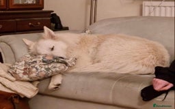 White Swiss Shepherd dogs for adoption: Selkie, White Swiss Shepherd in need of new home.  - Image 5