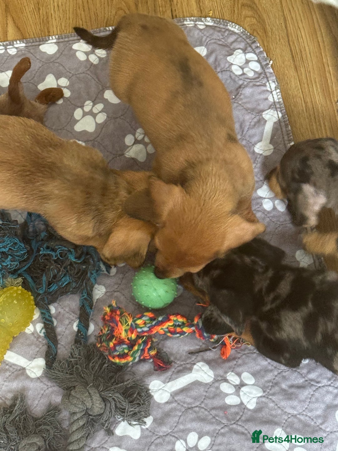 Mixed Breed dogs for sale: 4 Jack Russell cross Dachshund puppies - Image 23