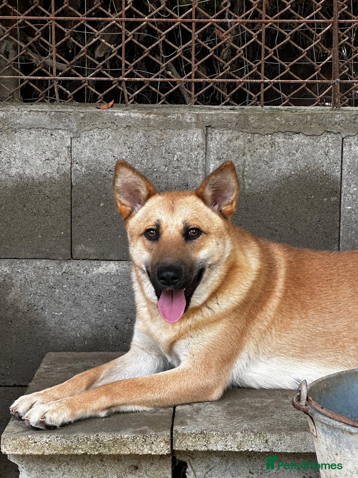 Mixed Breed dogs Eva is ready for a second chance  - Advert 16