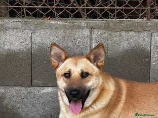 Mixed Breed dogs Eva is ready for a second chance - Advert 4