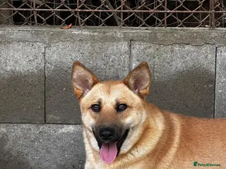 Mixed Breed dogs Eva is ready for a second chance - Advert 20