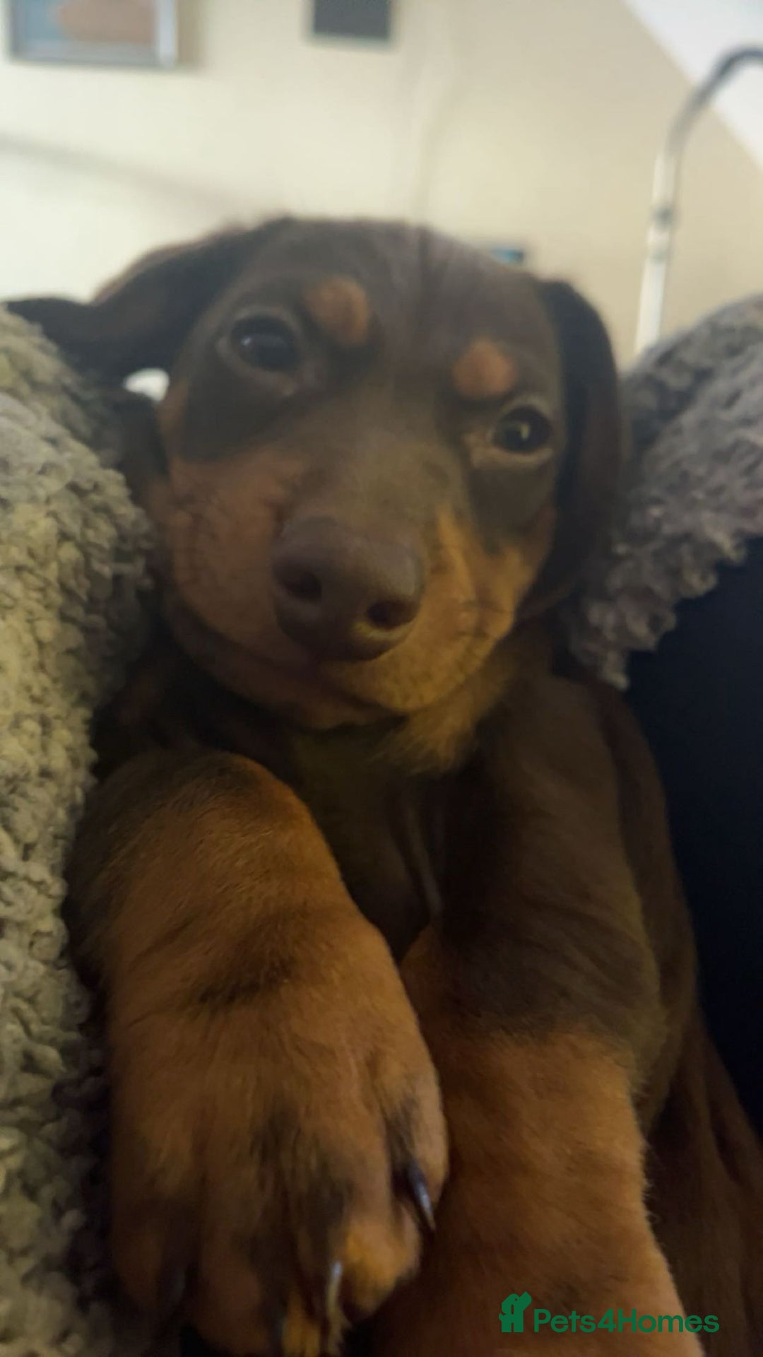 Dachshund dogs for sale: Dachshund female 15week old - Advert 3