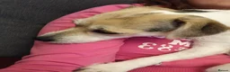 Chihuahua dogs for sale: Special Forever Home Wanted for Our Furbaby - Advert 9