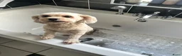 Cavapoo dogs for sale: 🐾 Phoebe Looking for Her Forever Home 🐾 - Advert 4