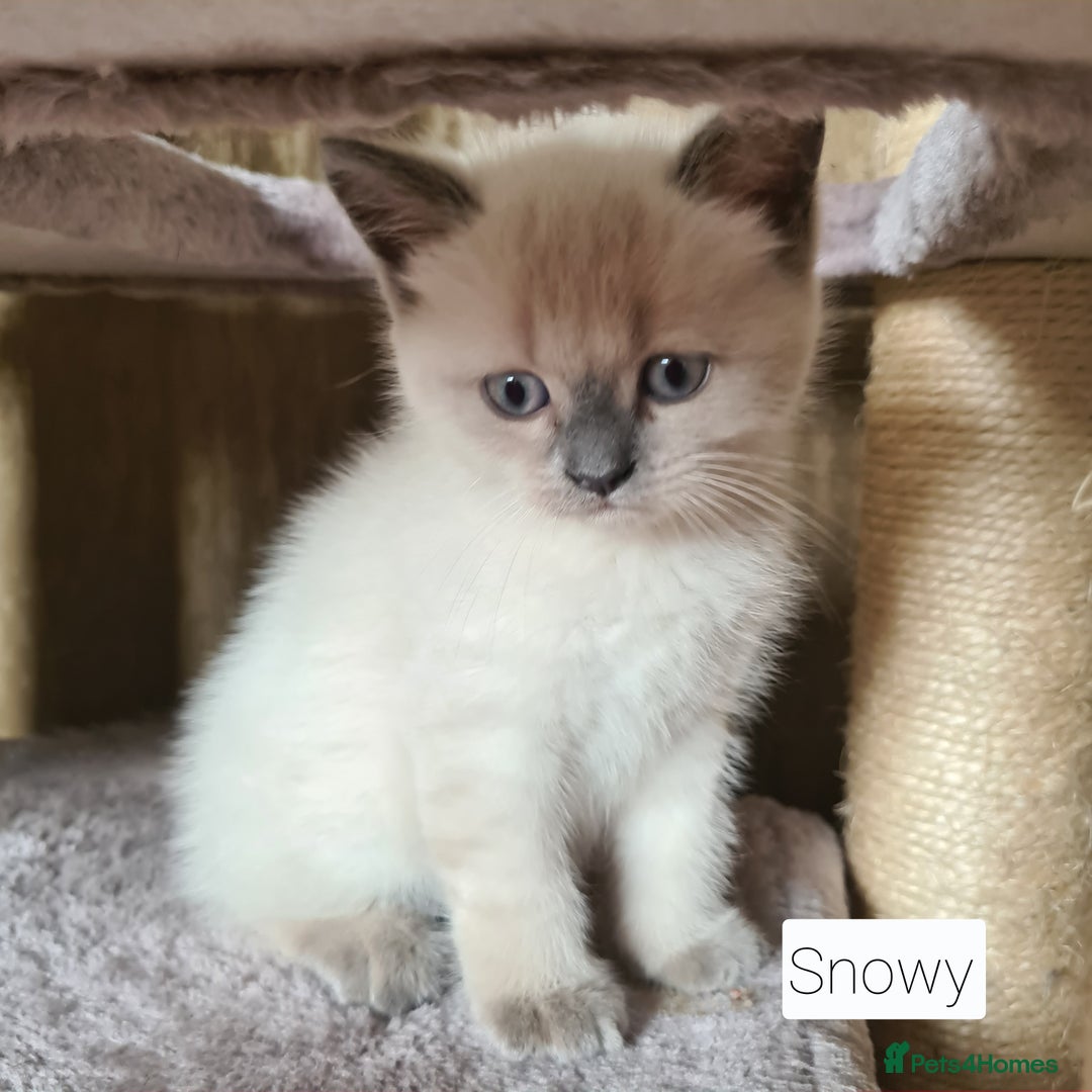 British Shorthair cats for sale: Beautiful British shorthair kittens - Image 2