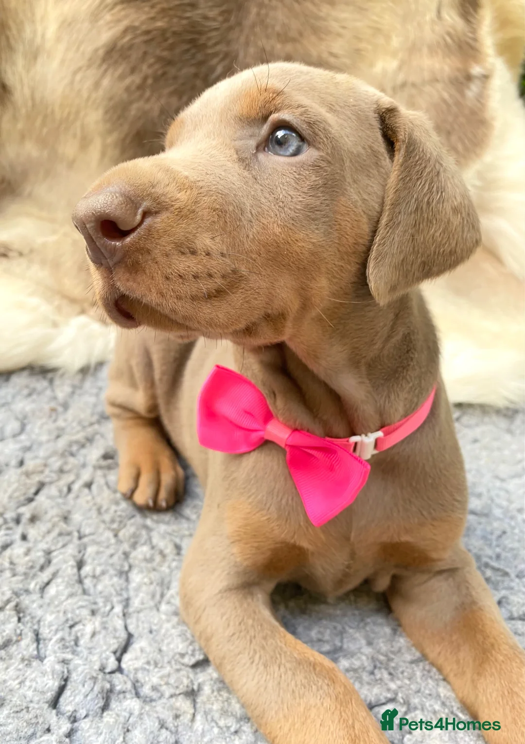 Dobermann dogs for sale: KC REG HEALTH TESTED EUROPEAN DOBERMAN PUPPIES - Advert 1