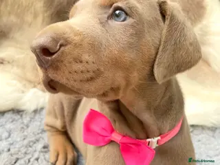 Dobermann dogs KC REG HEALTH TESTED EUROPEAN DOBERMAN PUPPIES - Advert 1