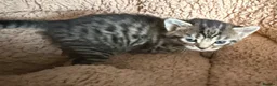 Mixed Breed cats for sale: Tabby kittens - Advert 2