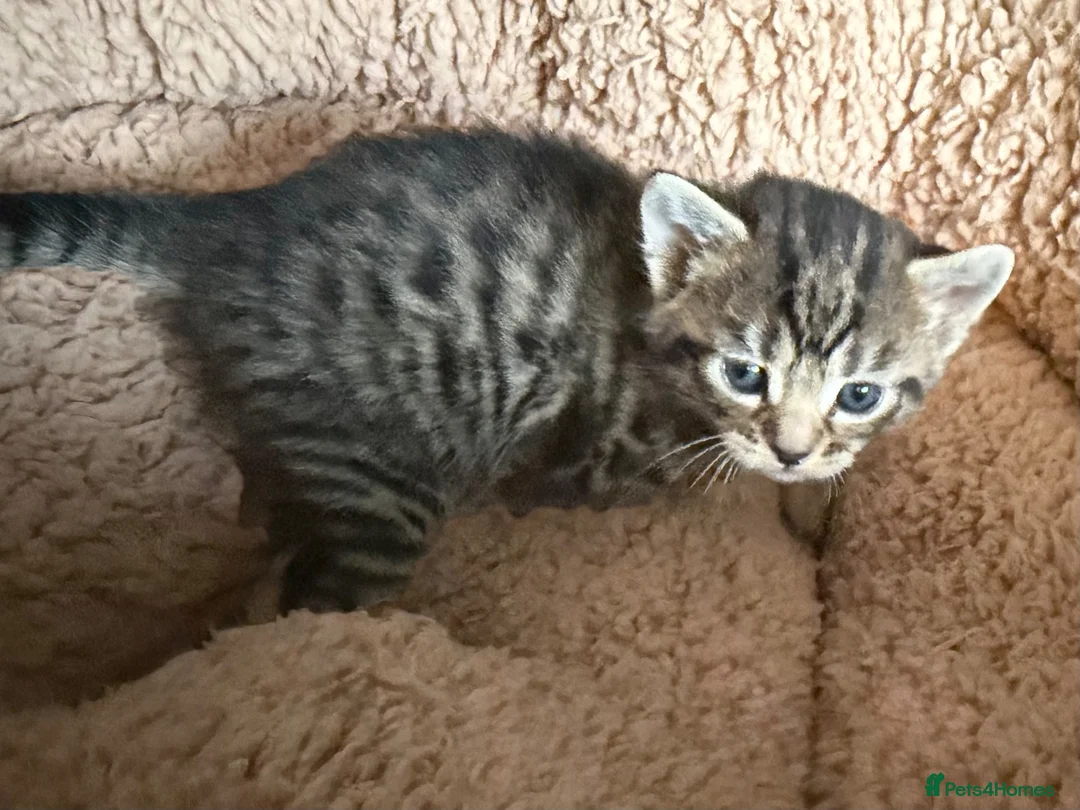 Mixed Breed cats for sale: Tabby kittens - Advert 2