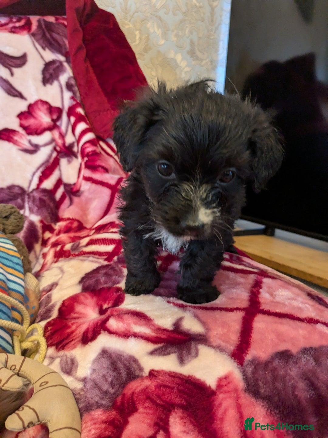 Mixed Breed dogs for sale: F1b cockapoo - Image 11
