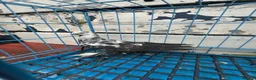 Pigeons birds for sale: Polish Pigeons for Sale - Advert 4