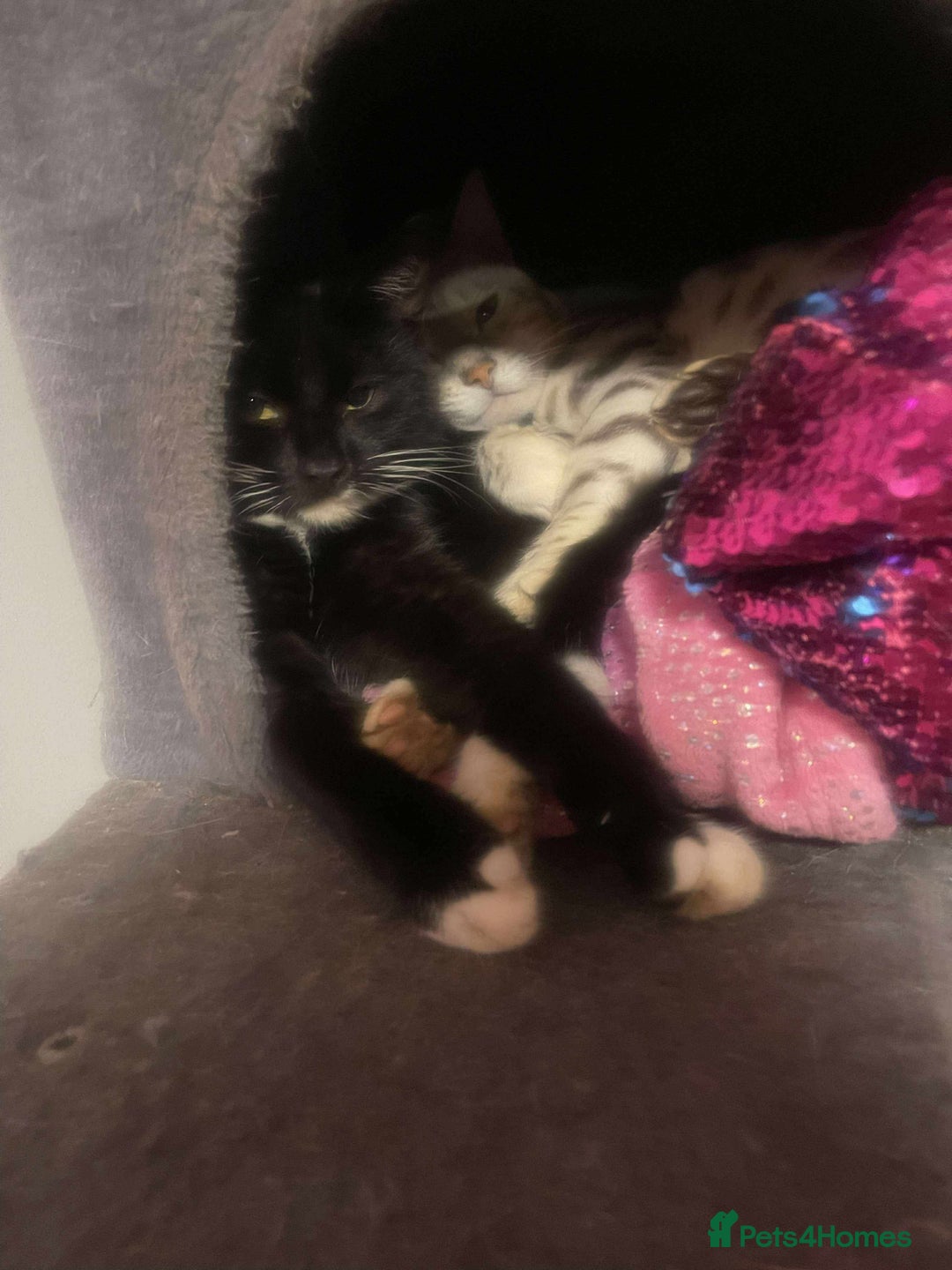 Mixed Breed cats for sale: 8 month old kitten - Advert 2