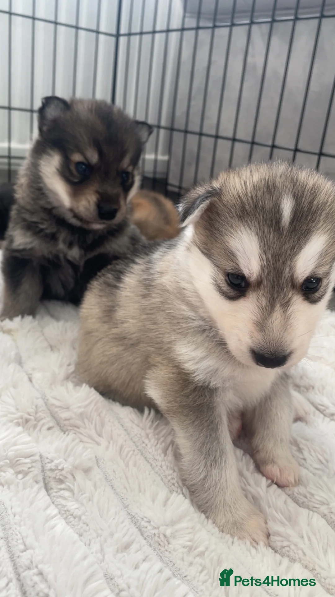 Siberian Husky dogs for sale: Husky pups - Advert 3