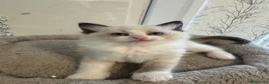 Ragdoll Kitten 3