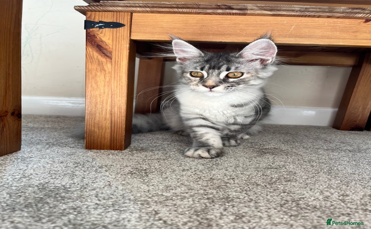 Maine Coon cats - Advert 2
