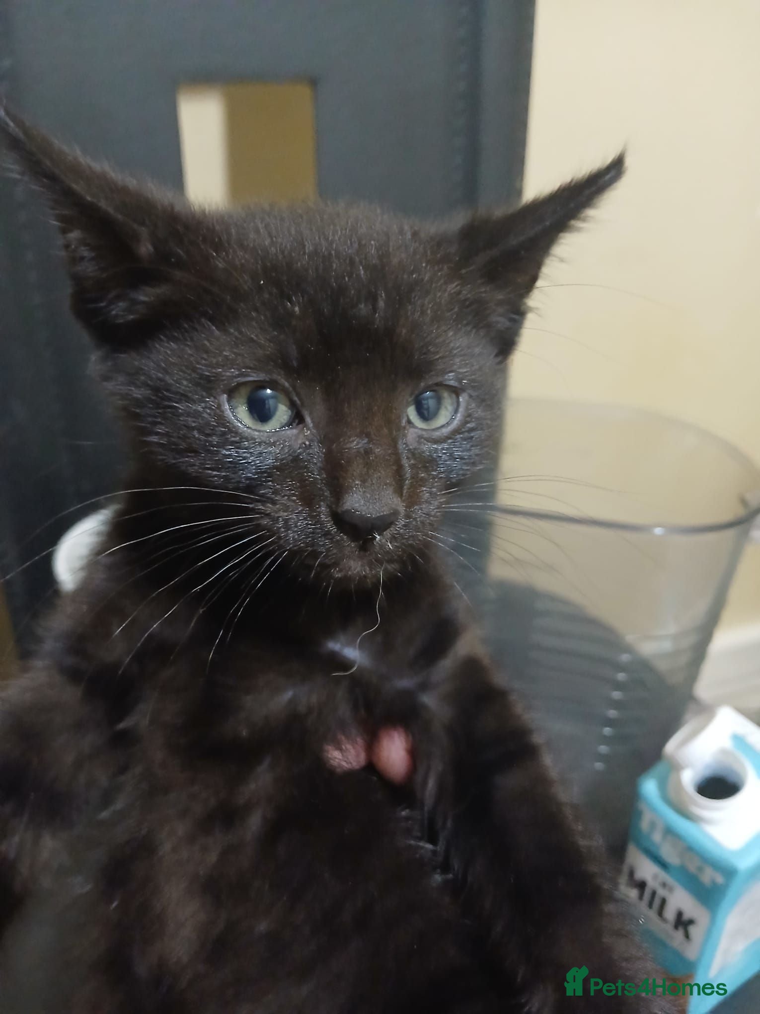 Mixed Breed cats mr teza - Advert 1