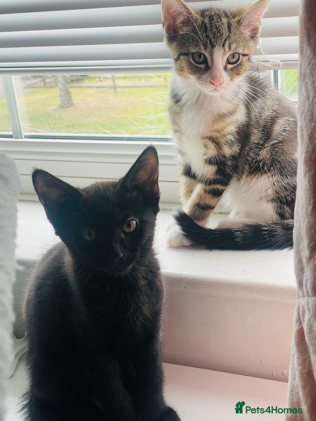Mixed Breed cats for sale: Beutiful kittens for sale - Image 2