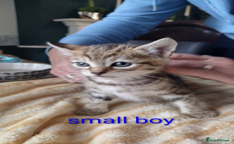 Domestic Shorthair cats - Advert 2