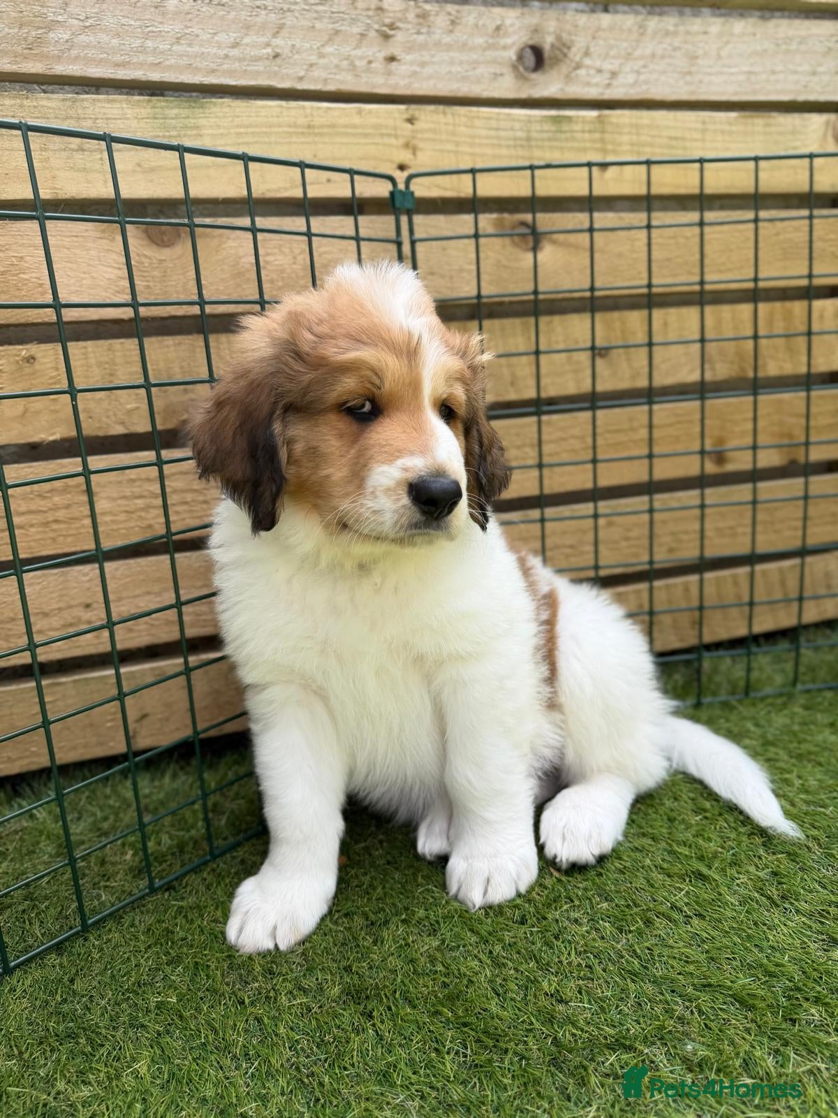 Mixed Breed dogs READY NOW, Golden Doodle X Pyrenees Puppies - Advert 2