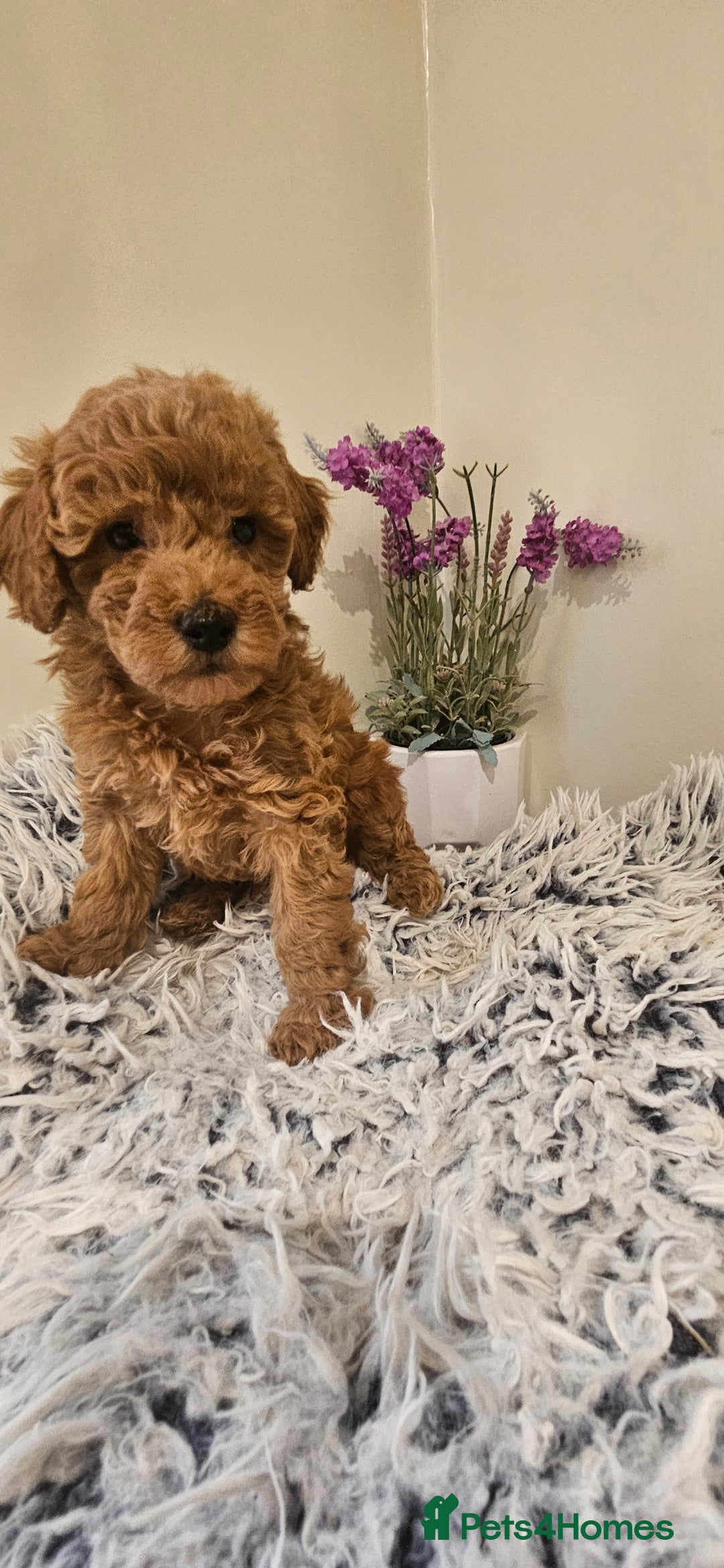 Toy Poodle dogs for sale: Beautiful Red Toy Poodle Puppies - Advert 21