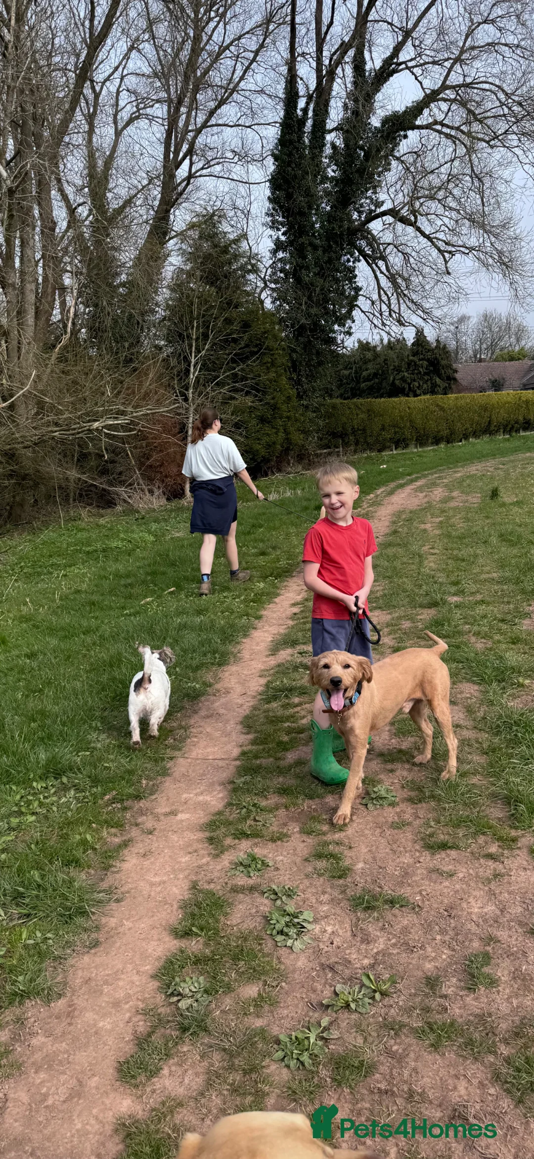 Labradoodle dogs for adoption: TEDDY - BIG LOVE, BIG ENERGY in Kidderminster - Advert 2