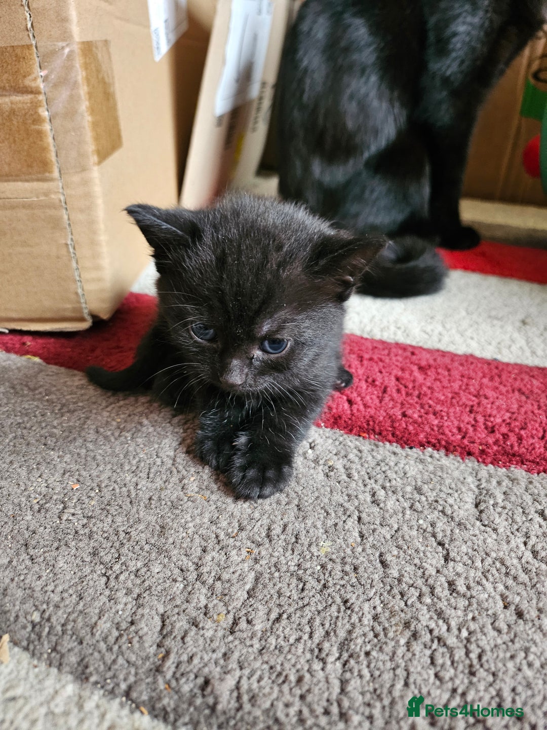 Mixed Breed cats for sale: Black/grey kittens  - Advert 3
