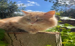 Maine Coon cats for sale: STUNNING MAINE COON - Image 3